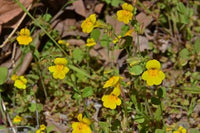 Yellow Mimulus guttatus flowers with distinctive markings