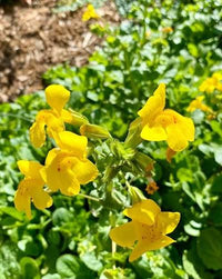 Seep Spring Monkeyflower Mimulus guttatus seeds for home gardening