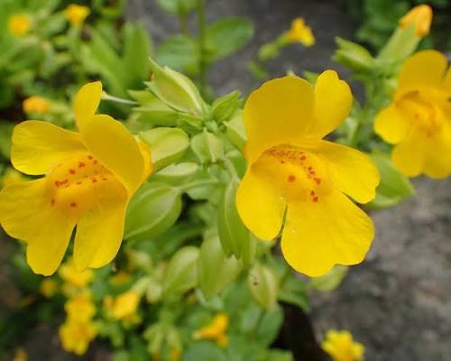 Monkeyflower Mimulus guttatus seeds for wildflower gardening
