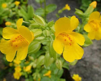 Mimulus guttatus Seep Spring Monkeyflower Seeds for Garden Planting and Natural Spaces