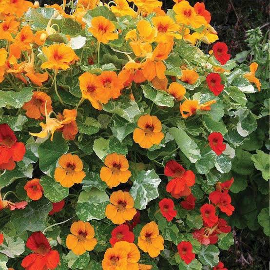 Nasturtium Jewels Tropaeolum majus flower seeds for colorful home gardens
