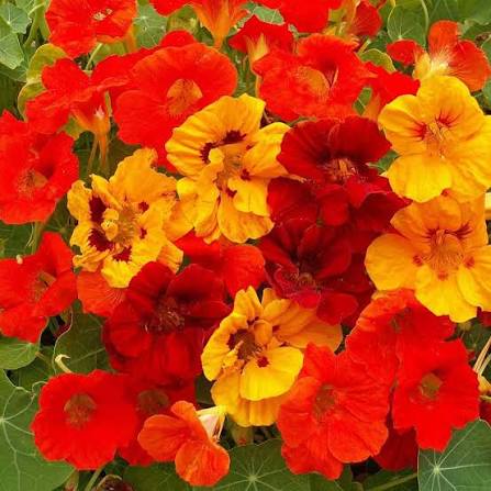 Jewels Nasturtium Tropaeolum majus seeds for garden flower planting