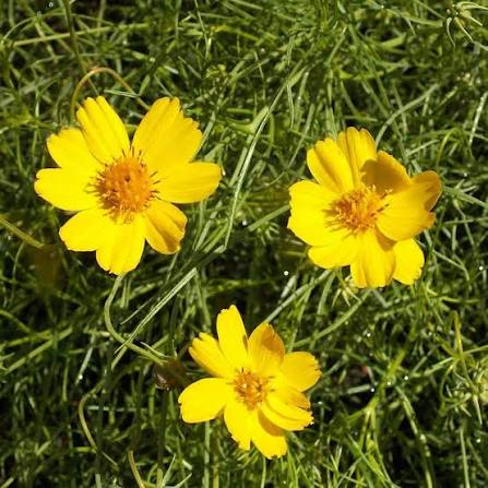 Navajo Tea Thelesperma filifolium seeds for home gardening