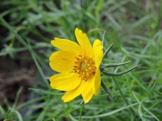 Thelesperma filifolium flowering plant with fine, narrow foliage