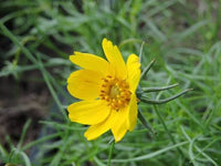 Thelesperma filifolium flowering plant with fine, narrow foliage
