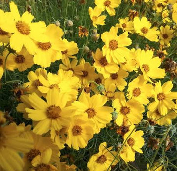 Navajo Tea wildflower with fine threadlike green foliage