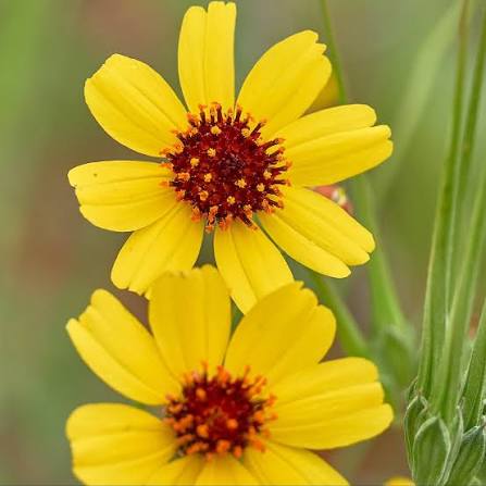 Thelesperma filifolium Navajo Tea Seeds for Native Gardens, Natural Landscapes, and Home Gardening