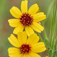 Thelesperma filifolium Navajo Tea Plant Seeds for Home Gardens and Native Plant Collections