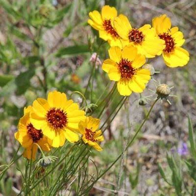 Navajo Tea Thelesperma filifolium seeds for wildflower gardening