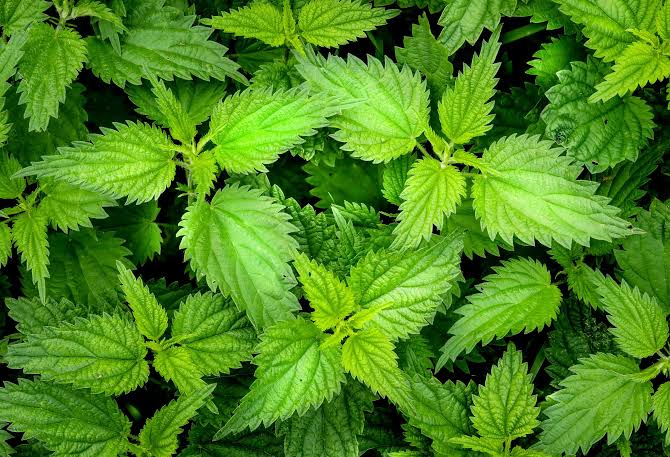 Stinging Nettle Urtica dioica seeds for herb gardening