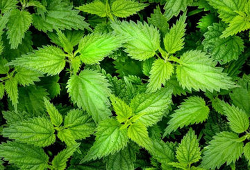 Stinging Nettle Urtica dioica seeds for herb gardening