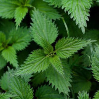 Urtica dioica Stinging Nettle seeds for home gardening