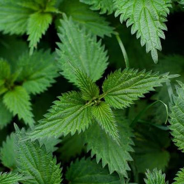 Urtica dioica Stinging Nettle seeds for home gardening