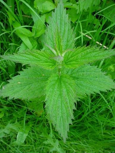 Stinging Nettle Urtica dioica seeds for herb garden planting