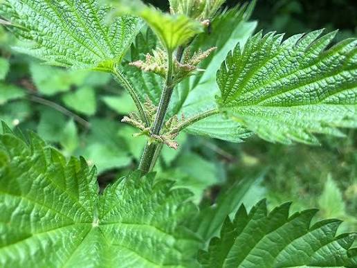 Stinging Nettle Urtica dioica Seeds for Herb Gardens, Natural Landscapes, and Outdoor Planting