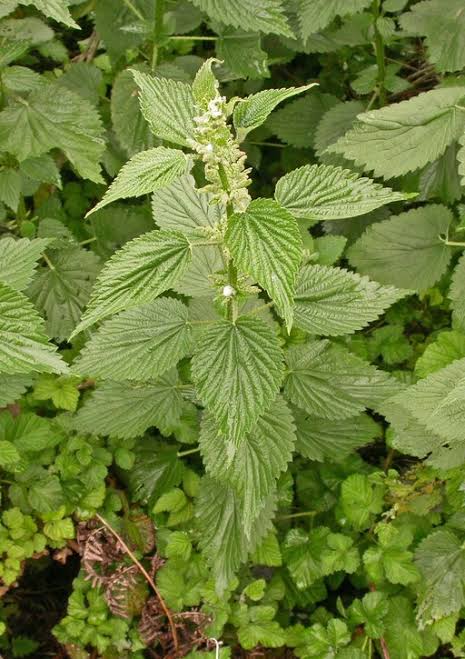 Stinging Nettle plant with serrated green leaves and upright stems