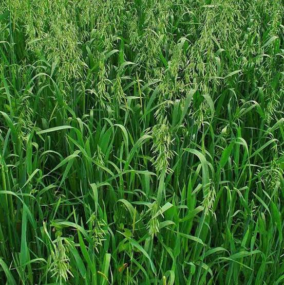 Avena sativa oat seeds for cereal crop cultivation