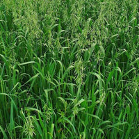 Avena sativa oat seeds for cereal crop cultivation
