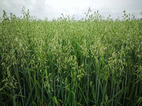 Avena sativa Oat Seeds for Jerry Oats Cultivation and Home Garden Growing