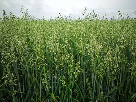 Avena sativa Oat Seeds for Jerry Oats Cultivation and Home Garden Growing