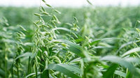 Avena sativa Oat Seeds for Jerry Oats Cultivation and Home Garden Growing