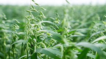 Avena sativa cultivated oat plant with green grass-like foliage