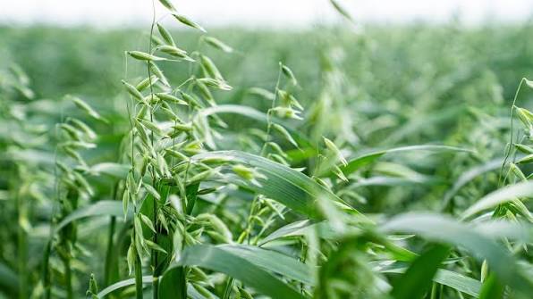 Avena sativa cultivated oat plant with green grass-like foliage