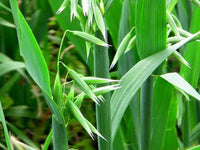 Avena sativa Oat Seeds for Jerry Oats Cultivation and Home Garden Growing