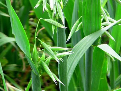 Avena sativa Oat Seeds for Jerry Oats Cultivation and Home Garden Growing