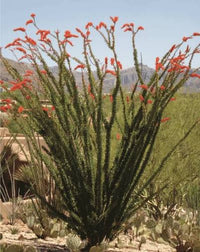 Desert Ocotillo Fouquieria splendens Seeds for Desert Gardens, Xeriscaping, Arid Landscapes, and Drought-Tolerant Plant Collections