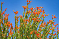 Fouquieria splendens Ocotillo Seeds for Xeriscaping and Southwestern Desert Gardens
