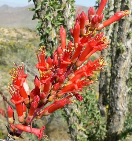 Ocotillo desert plant with tall thorn-covered stems in a Southwestern landscape
