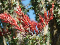 Fouquieria splendens desert shrub with tall thorn-covered stems