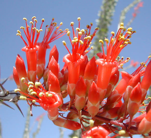 Fouquieria splendens desert shrub with tall thorn-covered stems