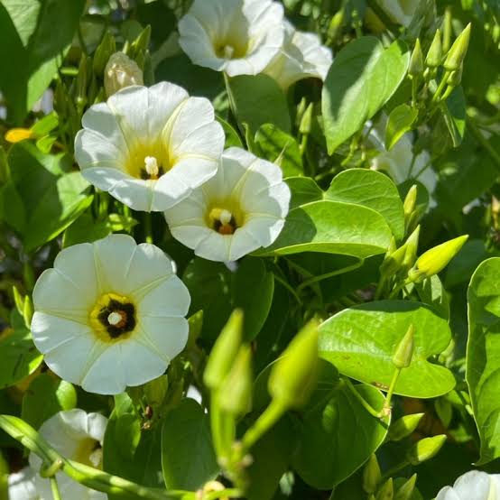 Rivea corymbosa Ololiuqui seeds for tropical climbing plant collections