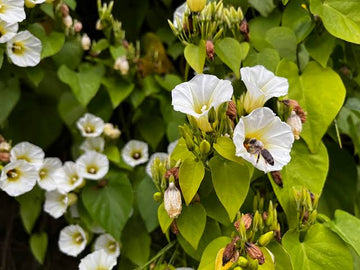 Ololiuqui Rivea corymbosa seeds for botanical plant collections