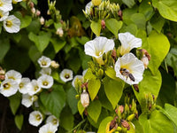 Rivea corymbosa climbing plant with green foliage
