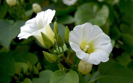 Rivea corymbosa climbing plant with green foliage