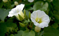 Rivea corymbosa climbing vine with distinctive green foliage