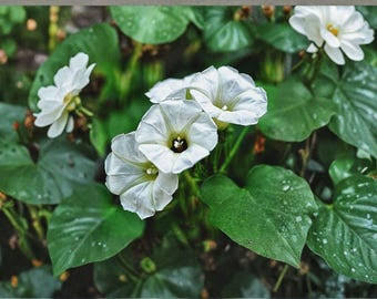 Rivea corymbosa climbing vine with characteristic heart-shaped green leaves