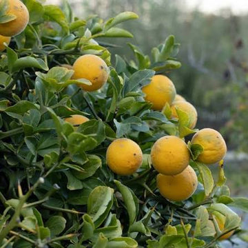 Bitter Orange Poncirus trifoliata seeds for ornamental gardening