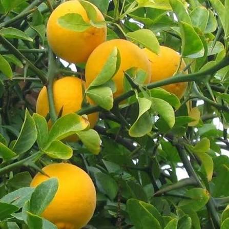 Bitter Orange Poncirus trifoliata Seeds for Home Gardening, Ornamental Landscaping, and Citrus Plant Collections