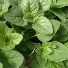 Greek Oregano Origanum heracleoticum Seeds for Herb Gardens and Home Gardening