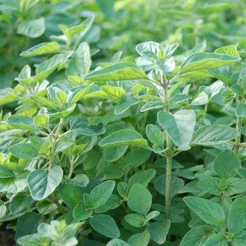 Greek Oregano Origanum heracleoticum seeds for herb gardening