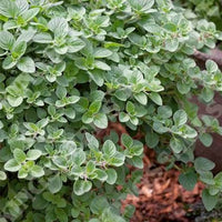 Greek oregano herb plant with aromatic green foliage