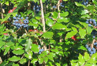 Dwarf Oregon Grape Mahonia nervosa seeds for woodland gardening