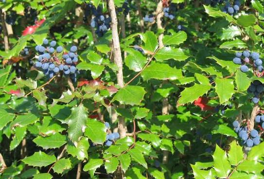 Mahonia nervosa evergreen foliage in a shaded woodland garden