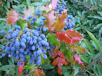 Oregon Grape Dwarf Mahonia nervosa Seeds for Woodland Gardens and Natural Landscaping