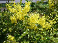 Mahonia aquifolium evergreen shrub with glossy holly-like foliage