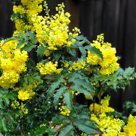 Tall Oregon Grape Mahonia aquifolium seeds for garden planting